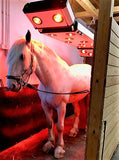 Paardensolarium model PS815 met paard